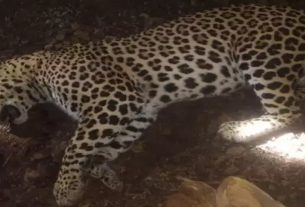 The forest department finally succeeded in killing the man-eating leopard