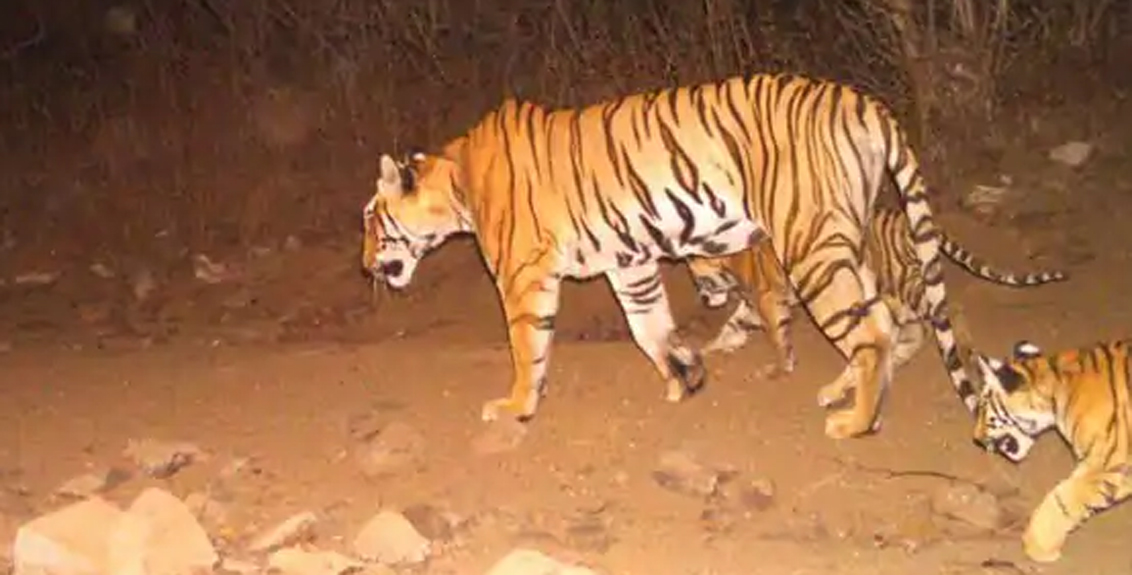 Supreme Court's big decision in Avni tigress poaching case