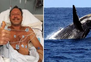 US lobster diver claims he was swallowed by a whale