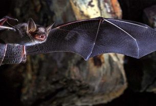 Nipah Virus Found In Two Bat Species In Maharashtra By Niv Team