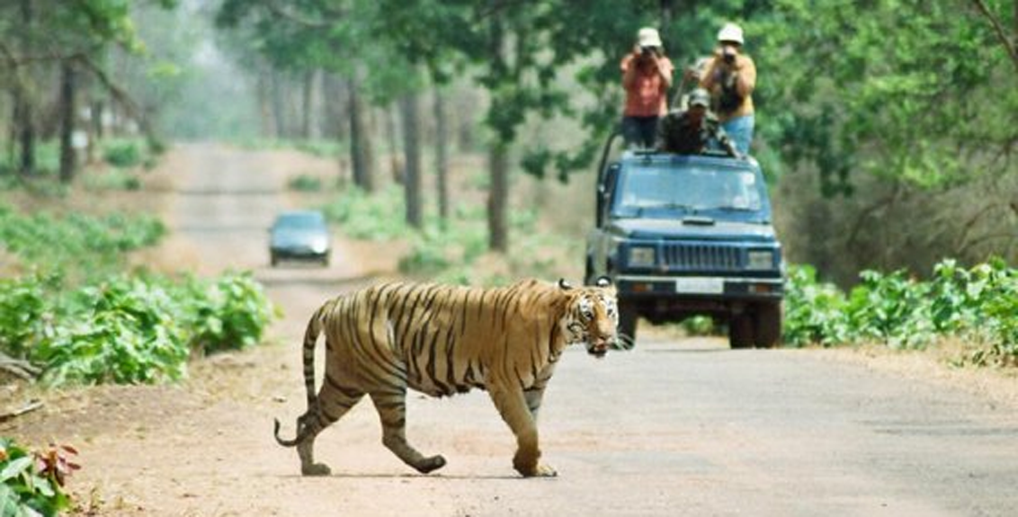 tadoba tiger project is open allowing safaris