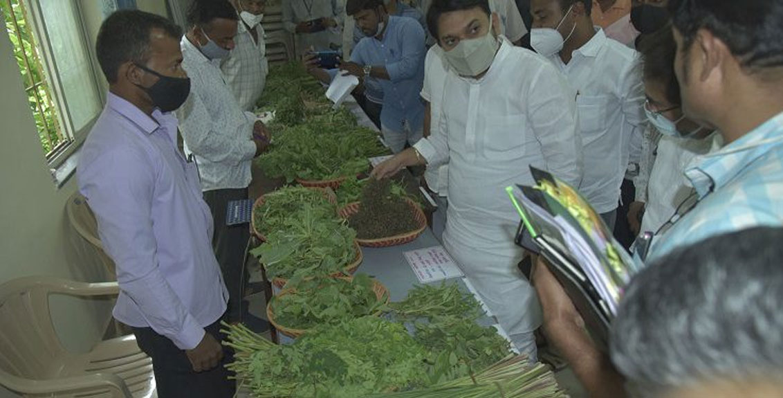 The Vegetable Festival