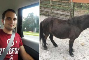 man arrested for rape on horse four times week in florida