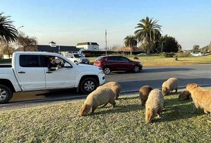 world largest mouse rodent capybaras creating havoc in argentina