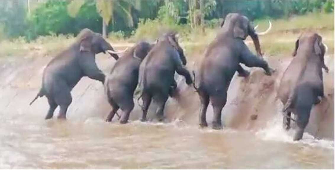 मानवनिर्मित कालव्याने वन्य प्राण्यांना धोका, हत्तींच्या कळपाला कालव्यातून  बाहेर पडता येईना, घटनेचा व्हिडिओ आला समोर... - Elephant herd gets trapped  in ...