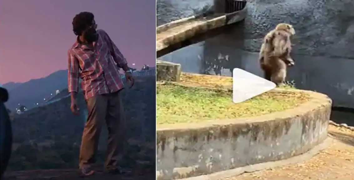Chimpanzee also imitating allu arjun pushpa srivalli hook step video viral