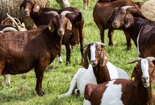 Goat-sheep rearing is the best option to strengthen rural economy