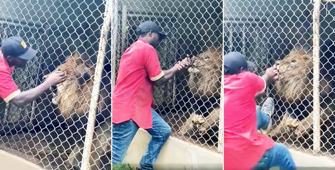 Lion 'bites off' man's finger at Jamaica zoo in horrifying footage