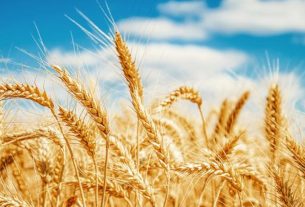 Central government imposes immediate ban on export of wheat