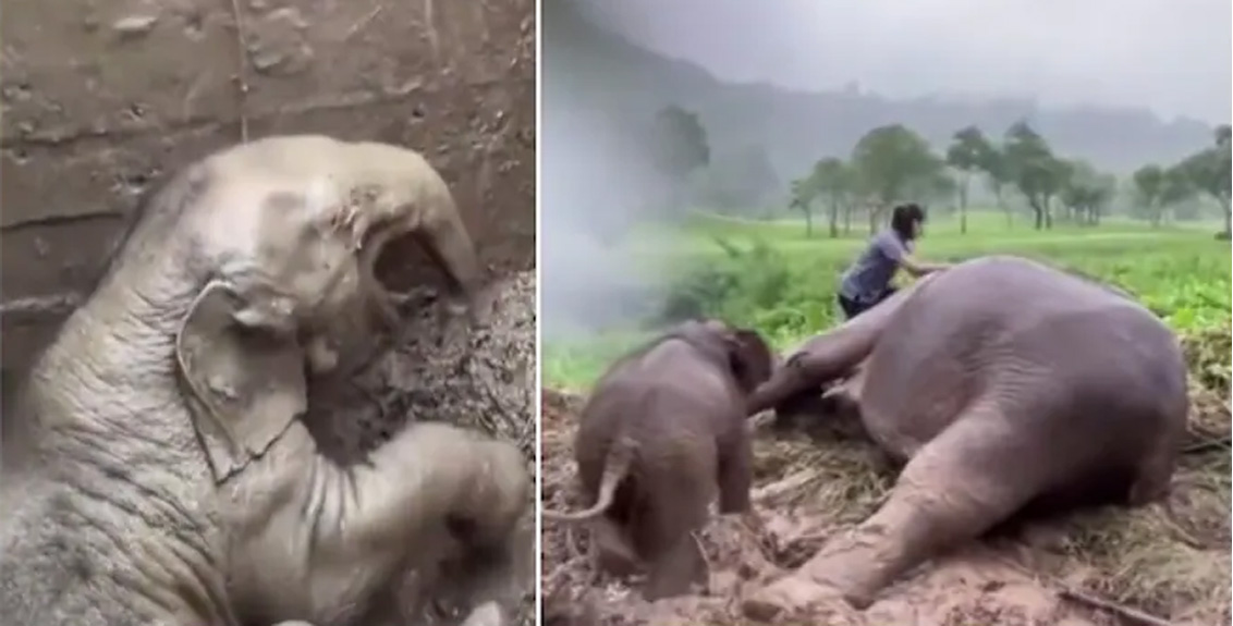 Mother elephant faints after baby falls into manhole, Rescue team performs CPR to revive her in viral video