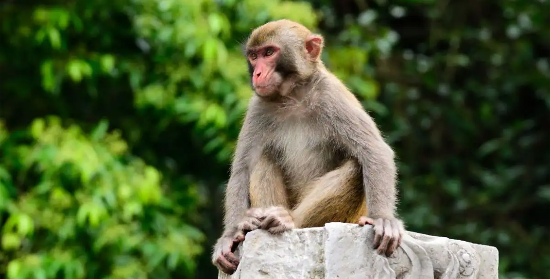 monkeys killed a four month old child