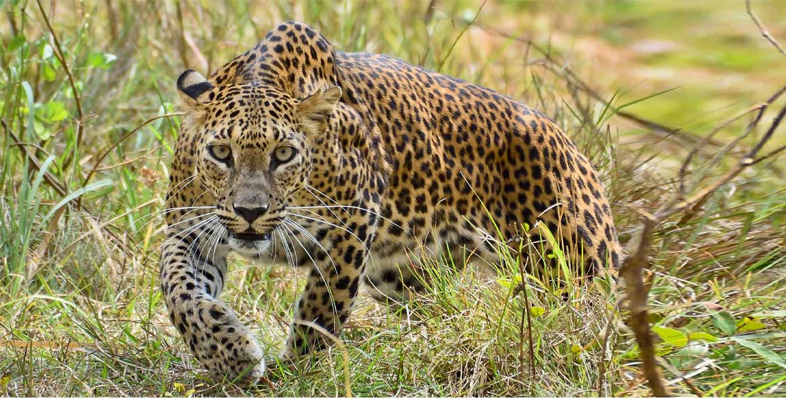leopard attack on farmer