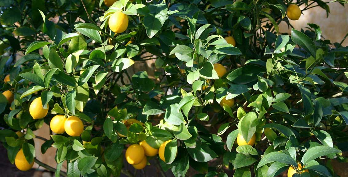 Citrus Estate for Citrus Fruits in Amravati District