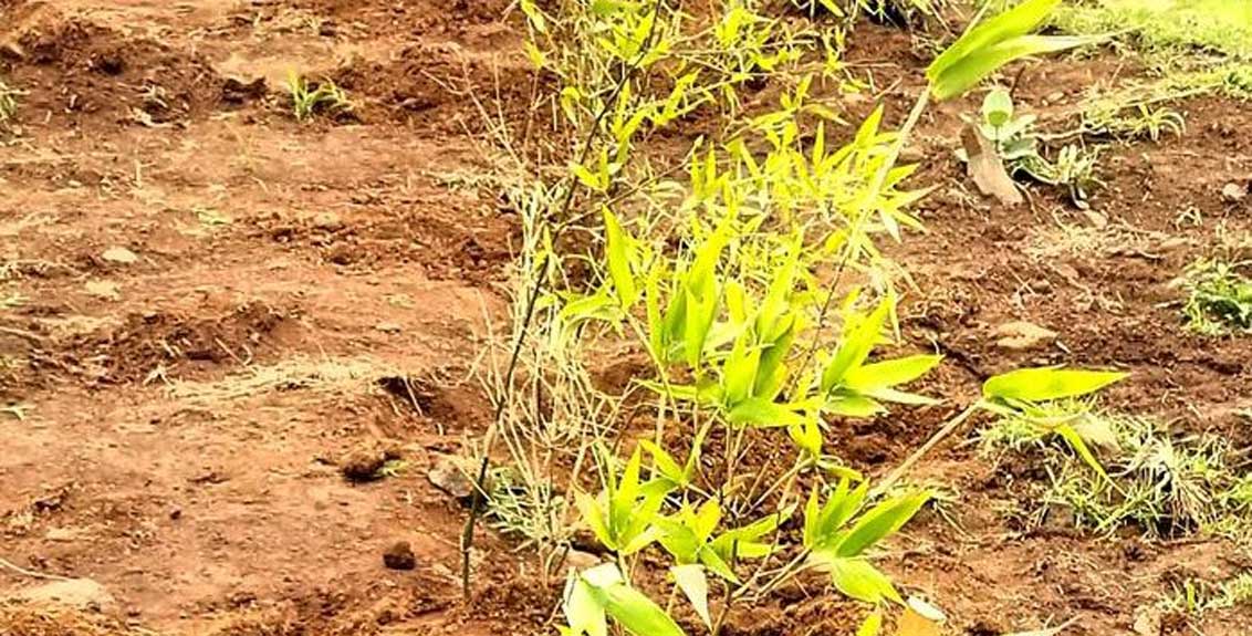 Bamboo cultivation provides financial stability to farmers