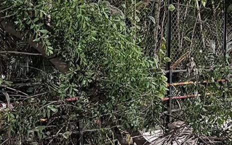 Pune: Woman threatened with weapons and sandalwood tree stolen from Prabhat Road area