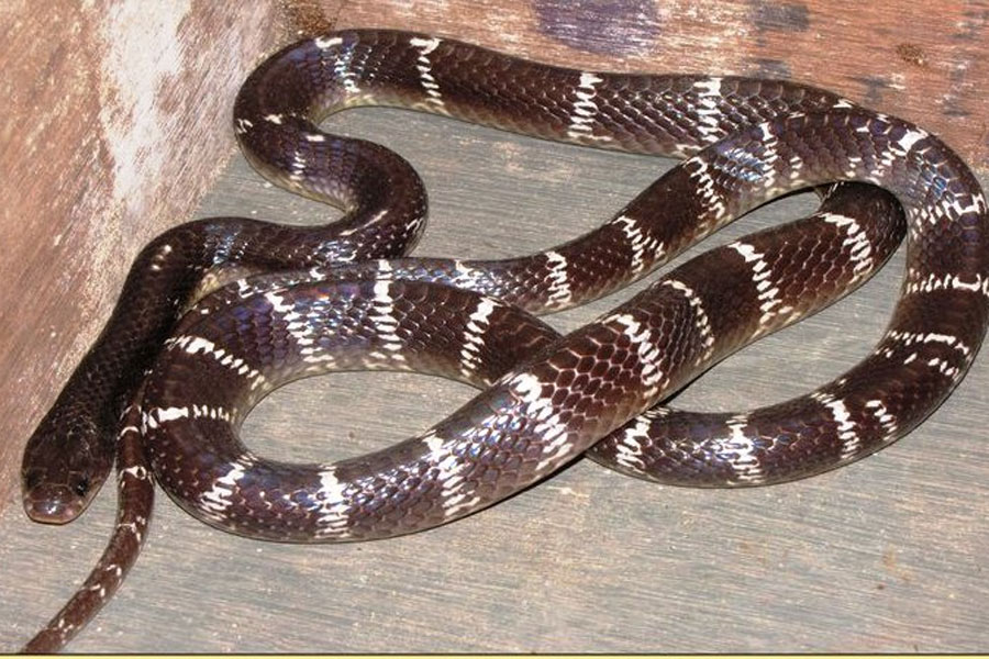 Five year old boy dies due to snake bite