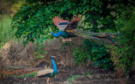 Positive steps will be taken for the protection of peacocks – Forest Minister Ganesh Naik