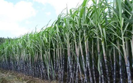 Maharashtra Sugarcane Crushing Season 2025-26 to Begin from November 1