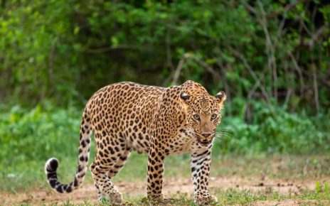 Leopard Attack in Ahilyanagar: Leopard Drags Away 5-Year-Old Girl in Front of Mother