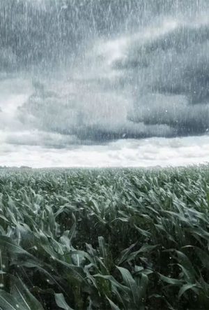 Unseasonal rain alert in Maharashtra affecting crops and farmers
